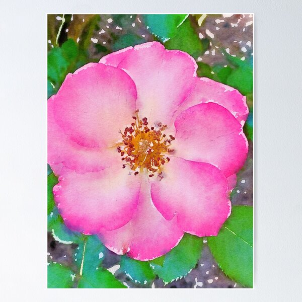 Item preview, Rose 428 designed and sold by secretgardener.
