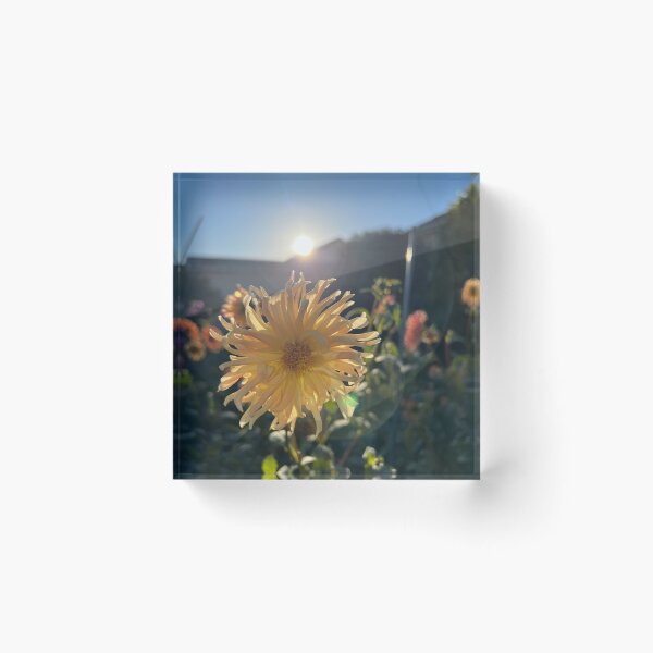 Item preview, Yellow flower at sunset designed and sold by SimonCHulse.