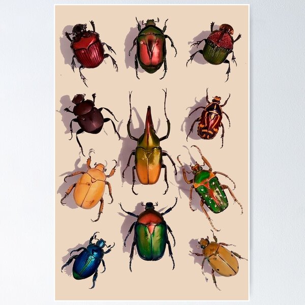 Item preview, Order Coleoptera designed and sold by PatronesKawai.