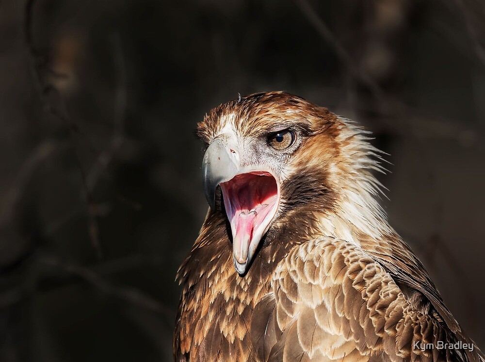 "Wild Wedge Tailed Eagle Canberra no3" by Kym Bradley Redbubble