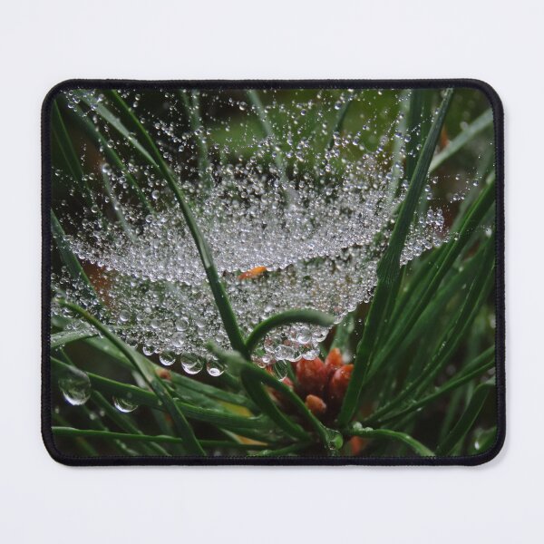 Item preview, WATER DROPLETS ON COBWEB IN PINE TREE (2 OF 3) designed and sold by Monica-Stroud.