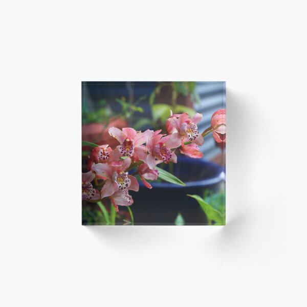 Item preview, Cymbidium orchids  designed and sold by KiwiImages.