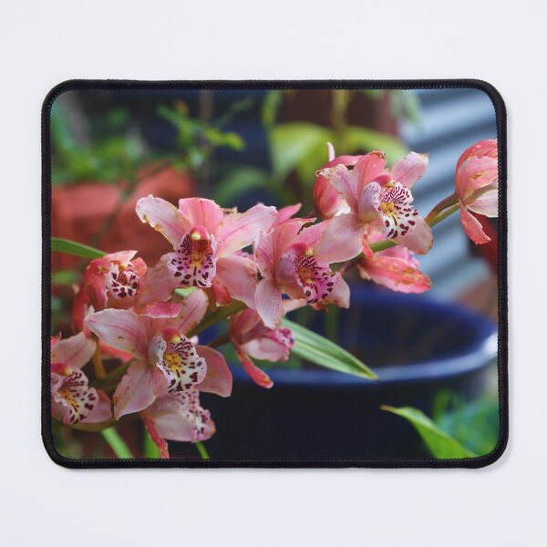 Item preview, Cymbidium orchids  designed and sold by KiwiImages.