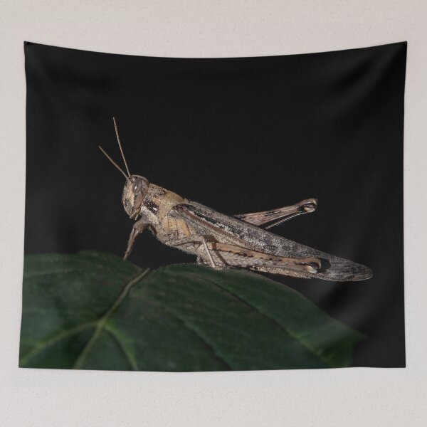 Item preview, Hopper designed and sold by heatherfriedman.
