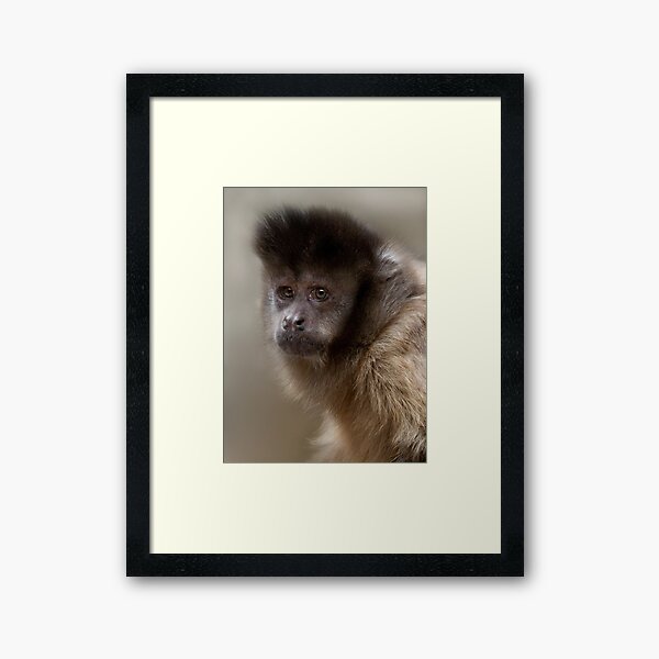 Black-Capped Capuchin Framed Art Print