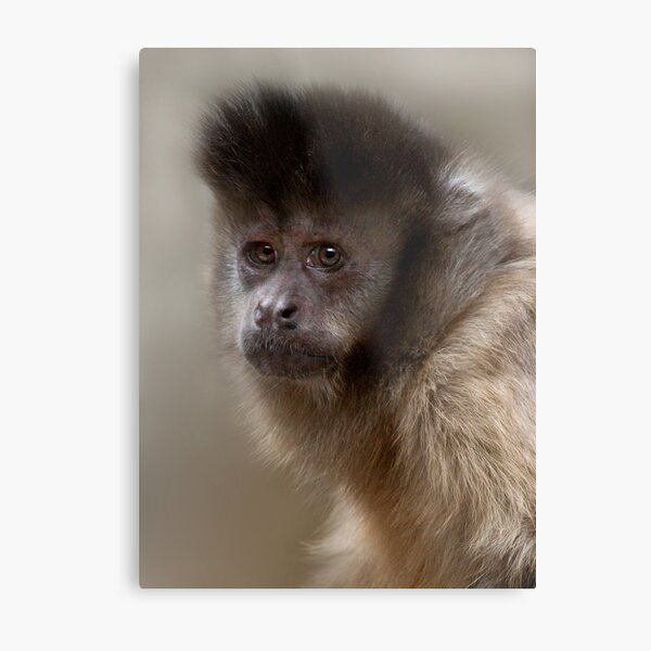 Black-Capped Capuchin Metal Print