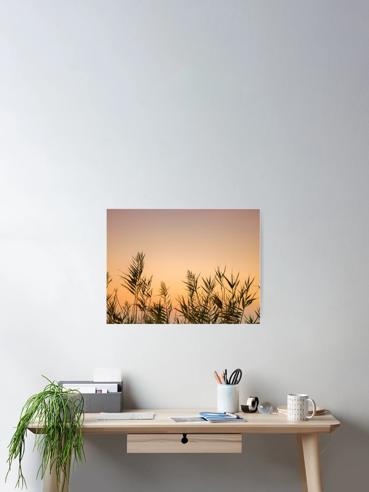 Thumbnail 2 of 3, Poster, Sunset Reeds designed and sold by assaf.