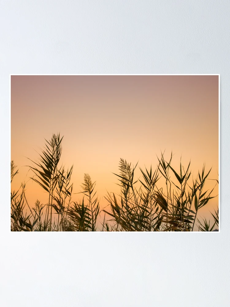 Thumbnail 1 of 3, Poster, Sunset Reeds designed and sold by assaf.