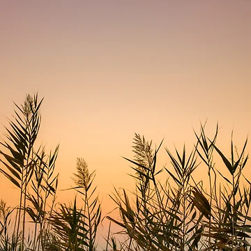 Artwork thumbnail, Sunset Reeds by assaf