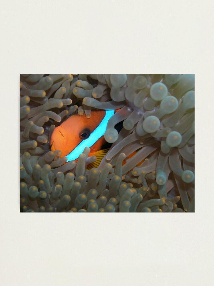 Alternate view of Haven Photographic Print