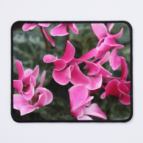 Item preview, Cyclamen Persicum  designed and sold by Bird22Shot.