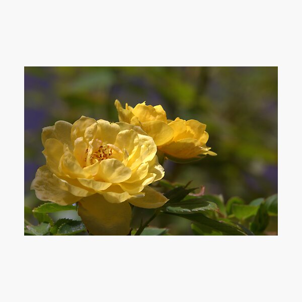 Yellow Roses Photographic Print