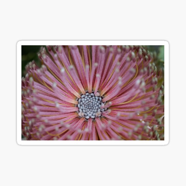 Item preview, Banksia flower designed and sold by Amy Akers.