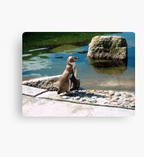 Penguin Canvas Print