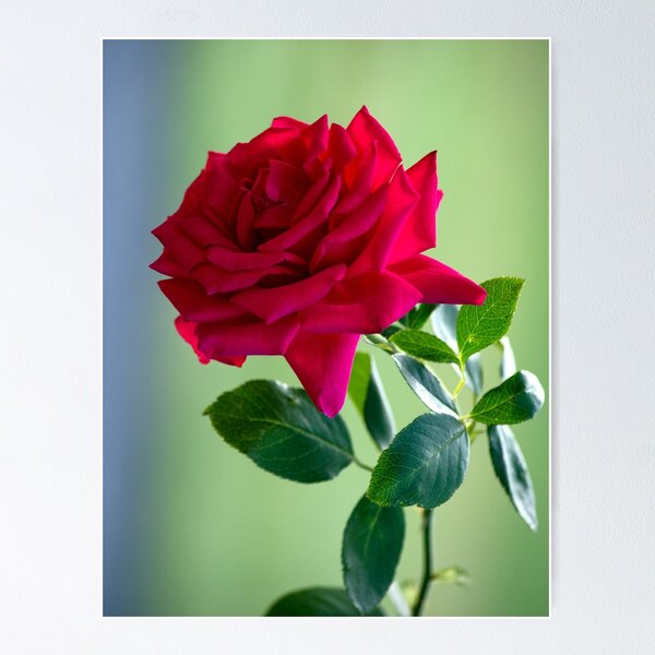 Item preview, Red Rose designed and sold by MoreGoodArt.