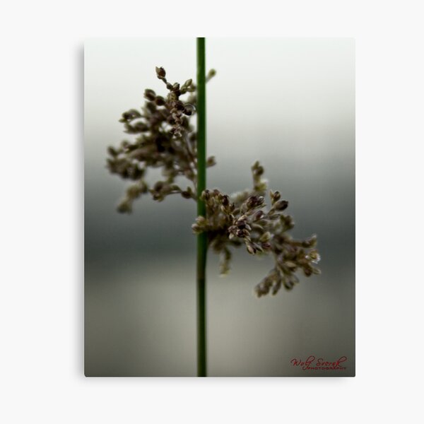 Item preview, From a Morning Walk (1) designed and sold by Wolf Sverak Photography.
