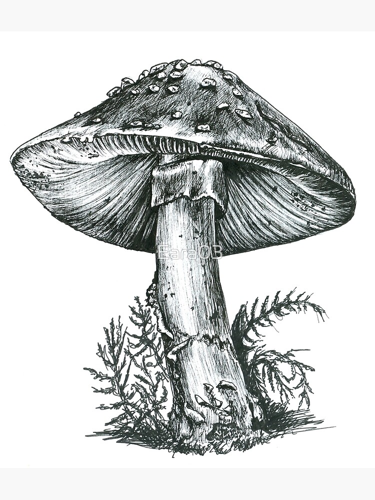 Champignon noir et blanc champignon v n neux Poster