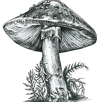 Poster for Sale avec l uvre Champignon noir et blanc