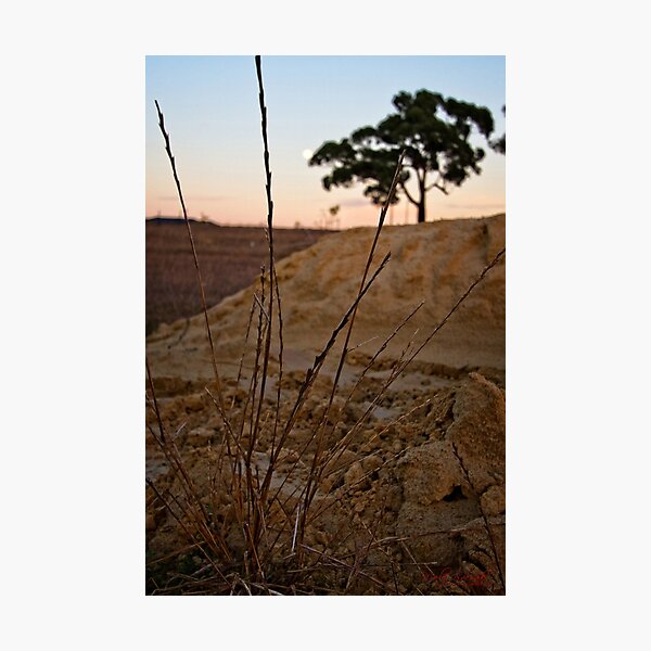 From a Morning Walk (6) Photographic Print