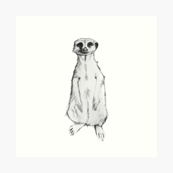 Impression Artistique Suricate Dessin Crayon Croquis Par Antonpop86 Redbubble