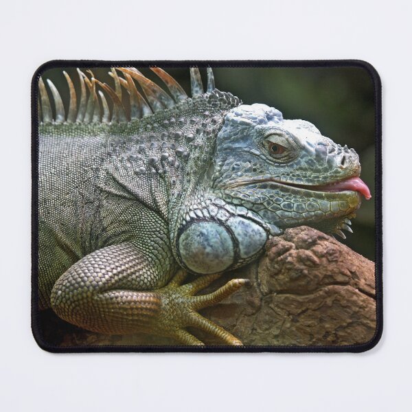 Item preview, Funny Iguana designed and sold by Madcatsanddogs.