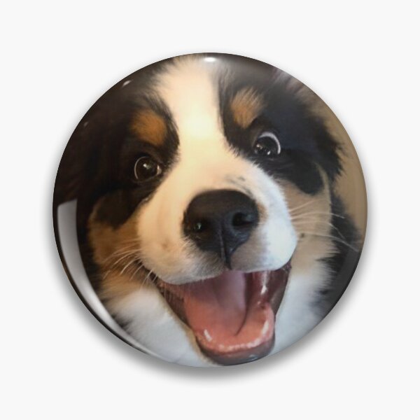 Item preview, Puppy has grown up a bit! Happy Sweetest Day Bernese Mountain Dog designed and sold by Everyday365.