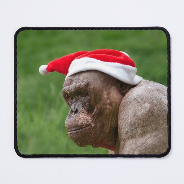 Item preview, Jambo The Hairless Chimp In A Christmas Hat designed and sold by rawshutterbug.