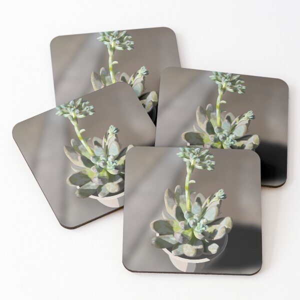 Item preview, Pachyphytum  designed and sold by Purplepugprints.