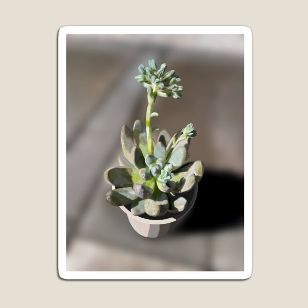 Item preview, Pachyphytum  designed and sold by Purplepugprints.
