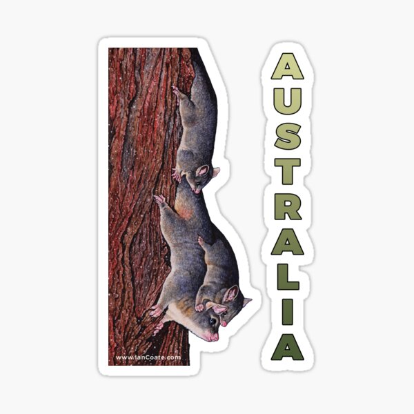 Australian Possum Sticker