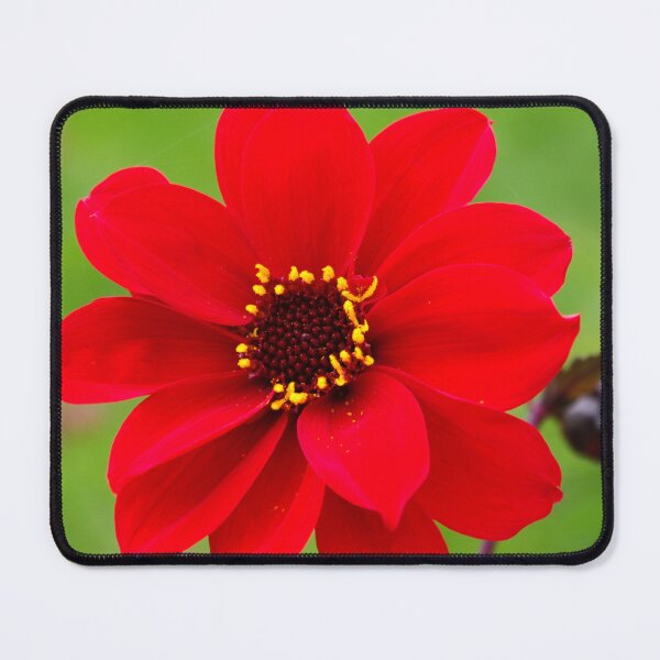 Item preview, Bishop of Llandaff dahlia bloom designed and sold by LindaCooke.