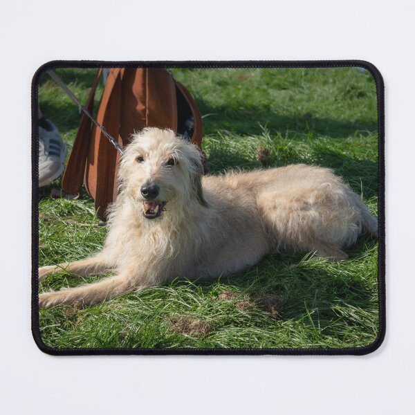Item preview, Woodside RSPCA dog show, Knighton Park 2023 designed and sold by Woodside-RSPCA.