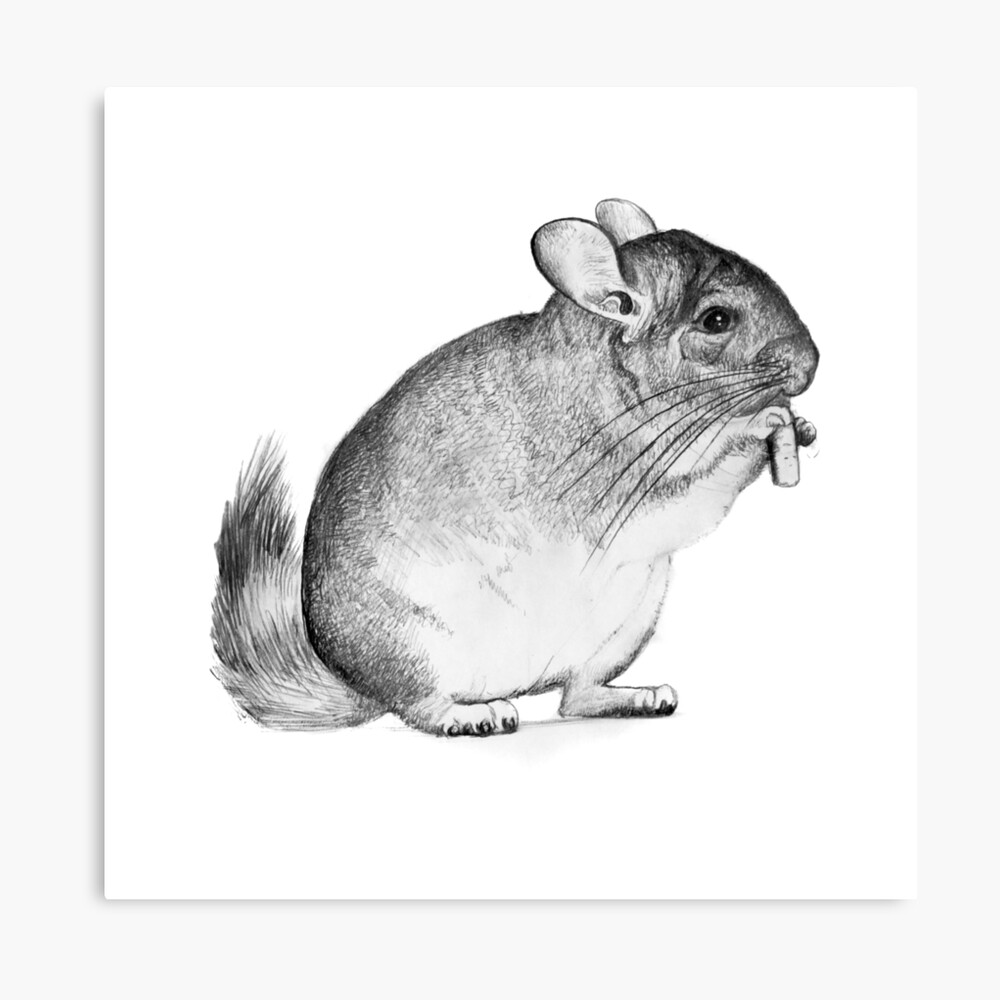 Chinchilla Drawing Pencil Sketch Photographic Print By Antonpop86 Redbubble