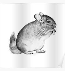 chinchilla,drawing, pencil ,sketch Poster