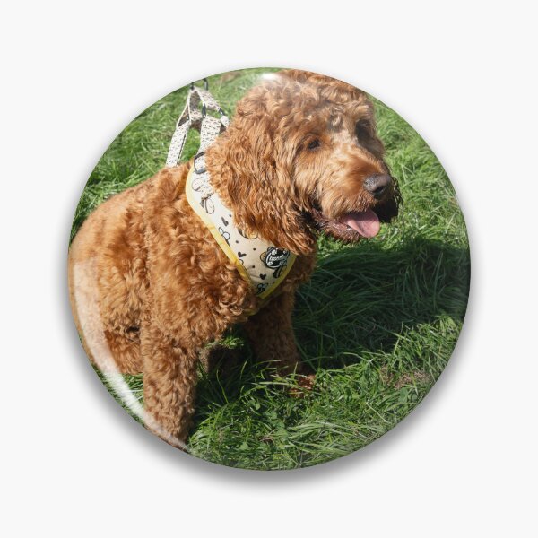 Item preview, Woodside RSPCA dog show, Knighton Park 2023 designed and sold by Woodside-RSPCA.