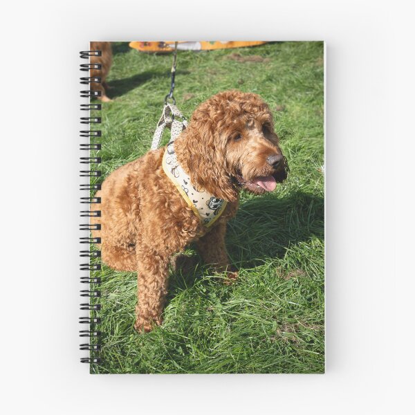 Item preview, Woodside RSPCA dog show, Knighton Park 2023 designed and sold by Woodside-RSPCA.