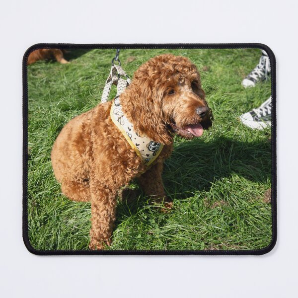 Item preview, Woodside RSPCA dog show, Knighton Park 2023 designed and sold by Woodside-RSPCA.