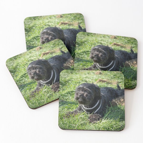 Item preview, Woodside RSPCA dog show, Knighton Park 2023 designed and sold by Woodside-RSPCA.