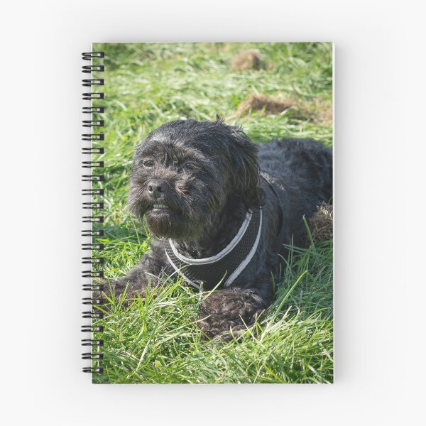 Item preview, Woodside RSPCA dog show, Knighton Park 2023 designed and sold by Woodside-RSPCA.