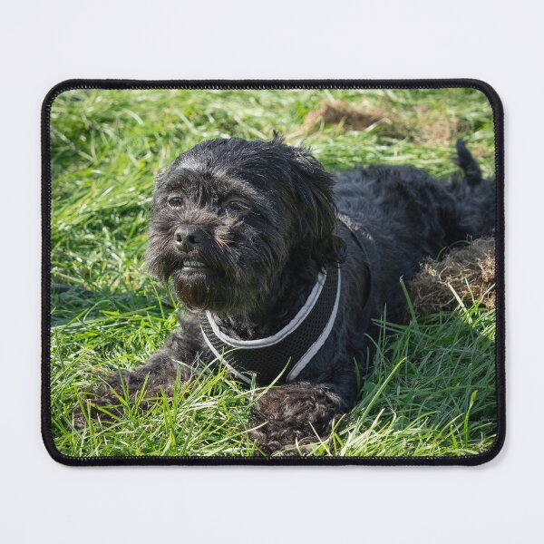 Item preview, Woodside RSPCA dog show, Knighton Park 2023 designed and sold by Woodside-RSPCA.