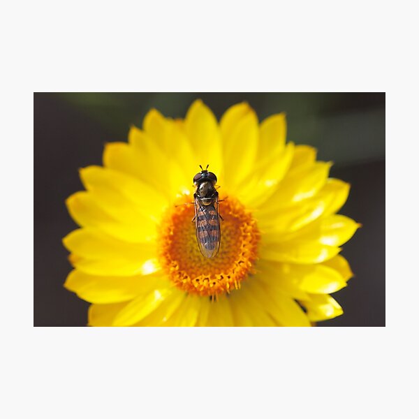 Hoverfly on a paper daisy Photographic Print