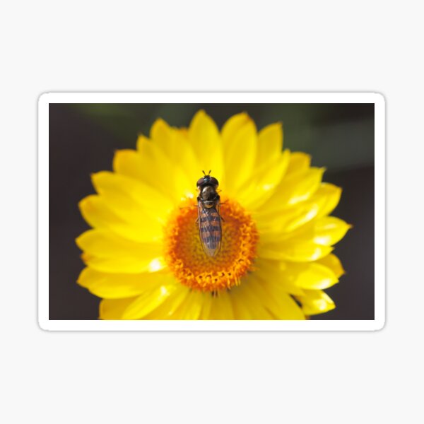 Hoverfly on a paper daisy Sticker
