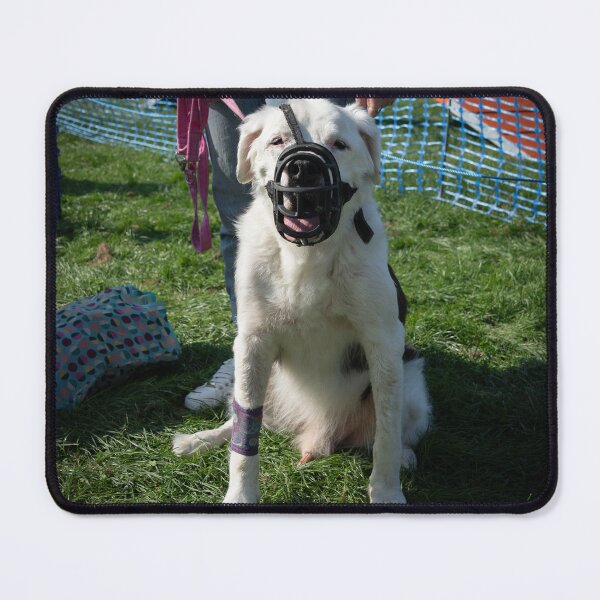 Item preview, Woodside RSPCA dog show, Knighton Park 2023 designed and sold by Woodside-RSPCA.