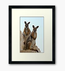 Yellow Footed Rock Wallaby Framed Print