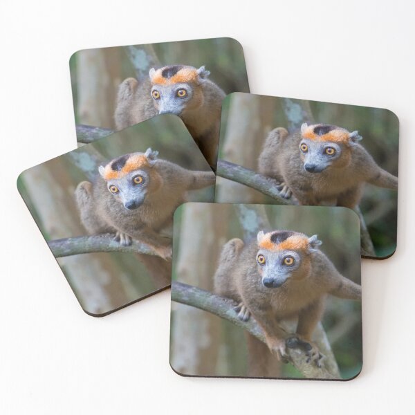 Item preview, Crowned Lemur (Eulemur coronatus)  designed and sold by Yair Karelic.