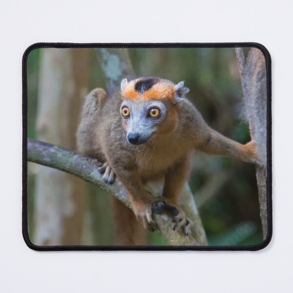Item preview, Crowned Lemur (Eulemur coronatus)  designed and sold by Yair Karelic.