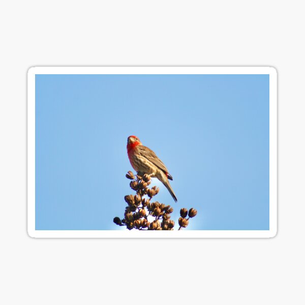 Item preview, House Finch designed and sold by Carter Photography.