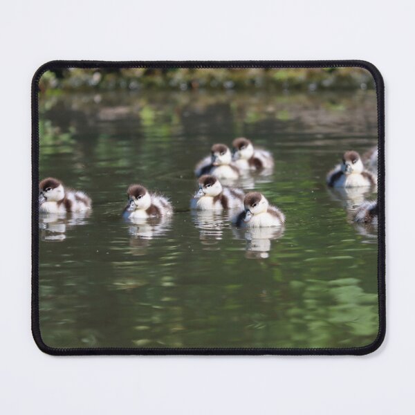 Item preview, Shelduck ducklings designed and sold by GreyFeatherPhot.