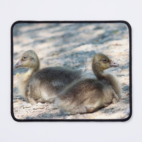 Item preview, Goslings designed and sold by GreyFeatherPhot.
