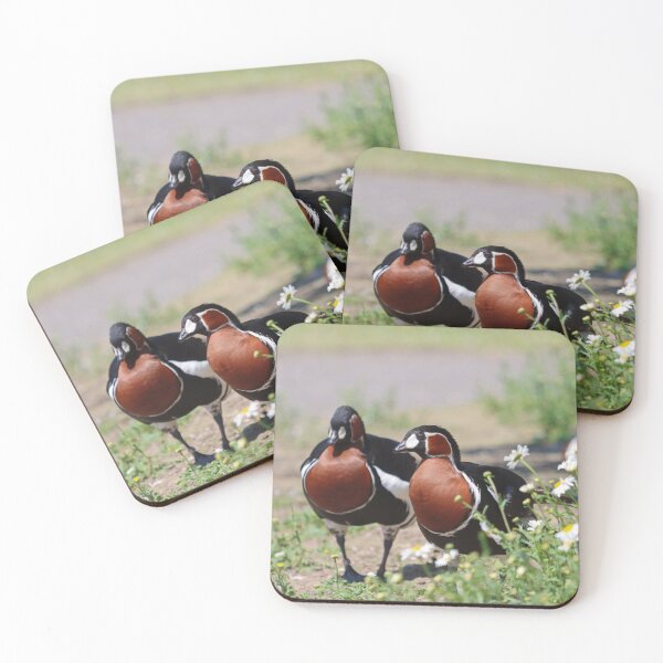 Item preview, Red Breasted geese at WWT Llanelli designed and sold by GreyFeatherPhot.